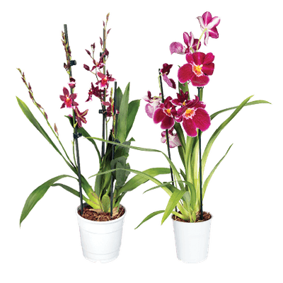 Miltonia of Cambria Orchidee